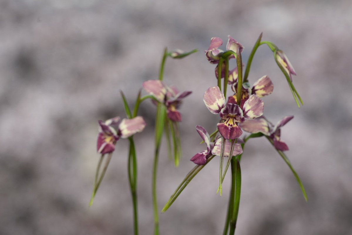 アウラパパ tweet media