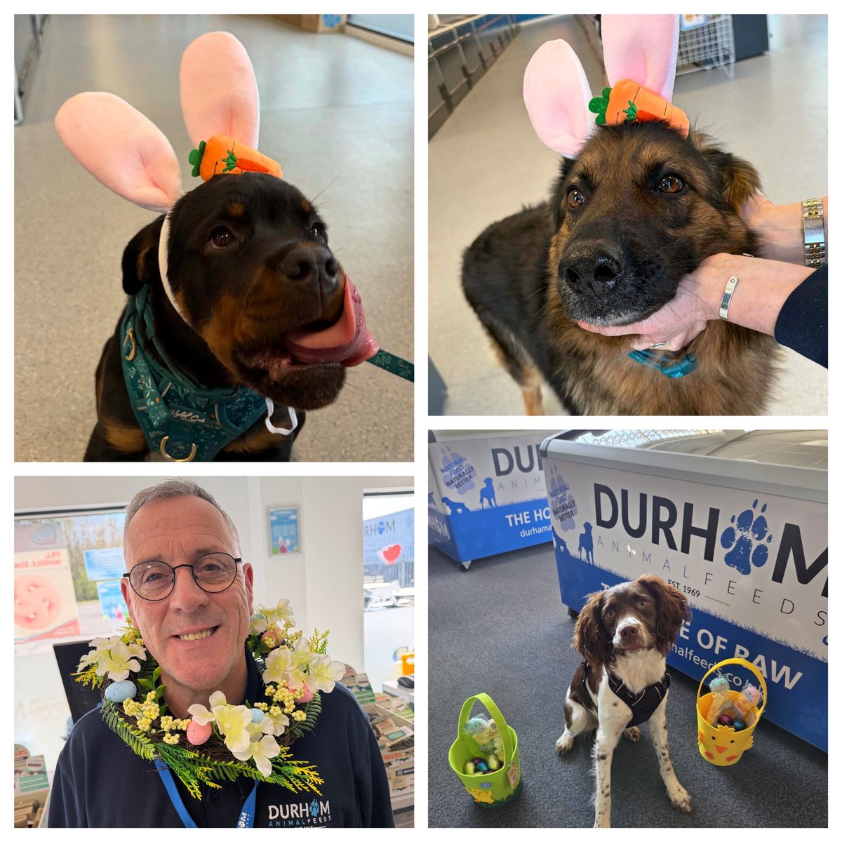 dafanimalfeeds's tweet photo. Happy Easter to all you fabulously LOVELY humans and woofers from the prettiest Easter DAF team members! 🐣💐
All of the DAF Pet Superstores are CLOSED on Easter Sunday and Bank Holiday Monday and open again from Tuesday! https://t.co/Q1Aa8lUsc5