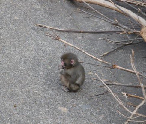 haru (punch/acc) tweet media