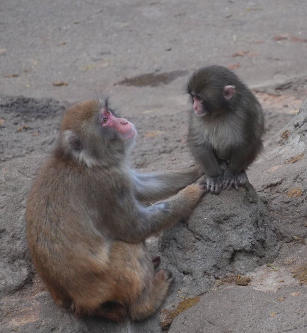 haru (punch/acc) tweet media