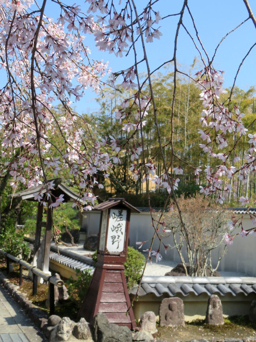 hitomihcx's tweet photo. Yudofu Sagano/湯豆腐嵯峨野さん/2026.04.03
#Kyoto #京都 #arashiyama #嵐山
#YudofuSagano #湯豆腐嵯峨野 さん
#NearbyRestaurant #近所のお店
#CherryBlossoms #桜 https://t.co/52THUt6q5v