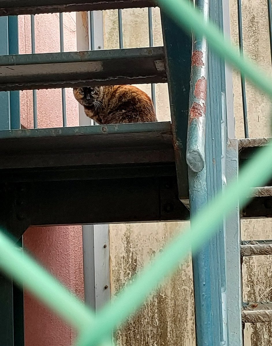 こんこん tweet media