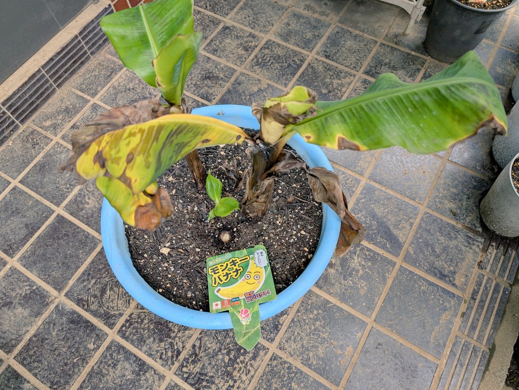 しまど/simadjp tweet media