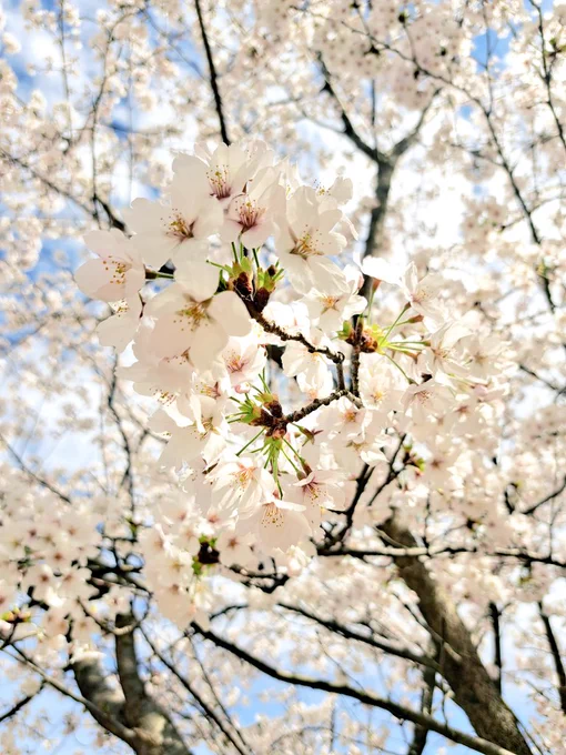 金沢、桜満開です