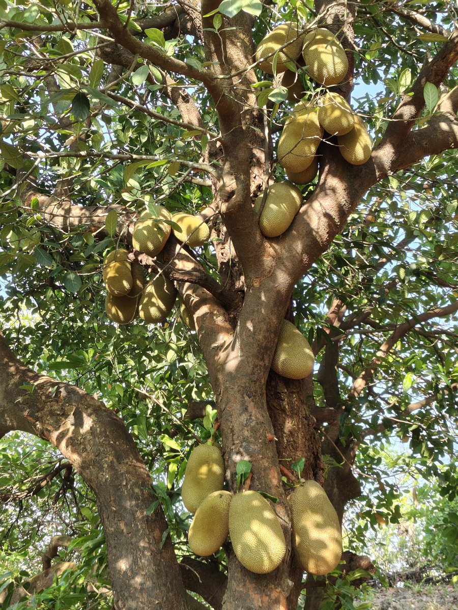 Akshay_9591's tweet image. कोकण सुख 💚