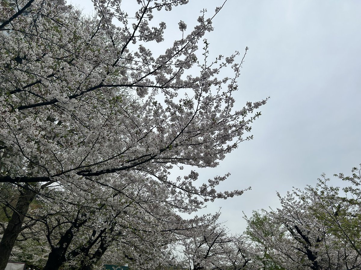 桜乃 優霊(手芸狐) tweet media