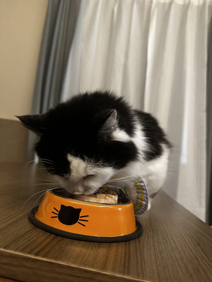 dashu | ダシュ tweet media