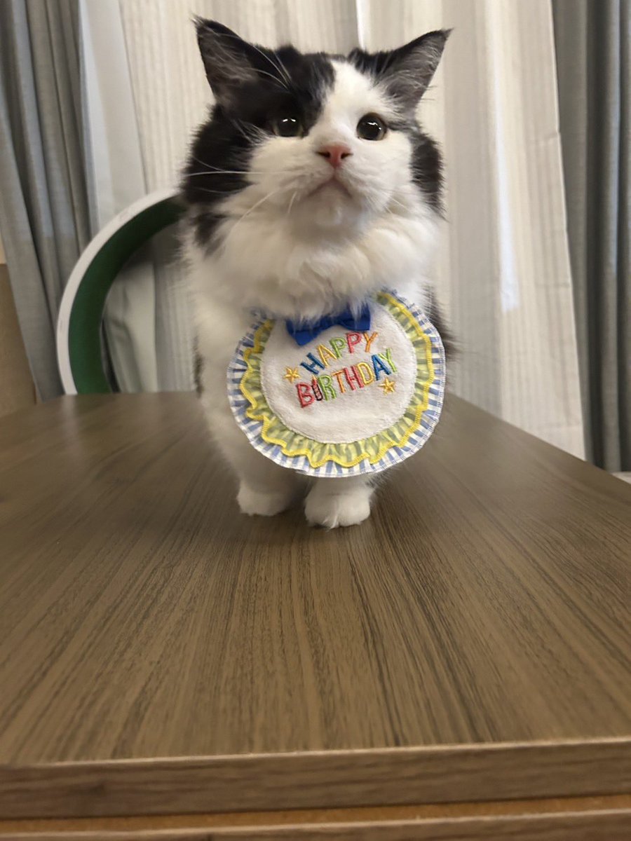 dashu | ダシュ tweet media