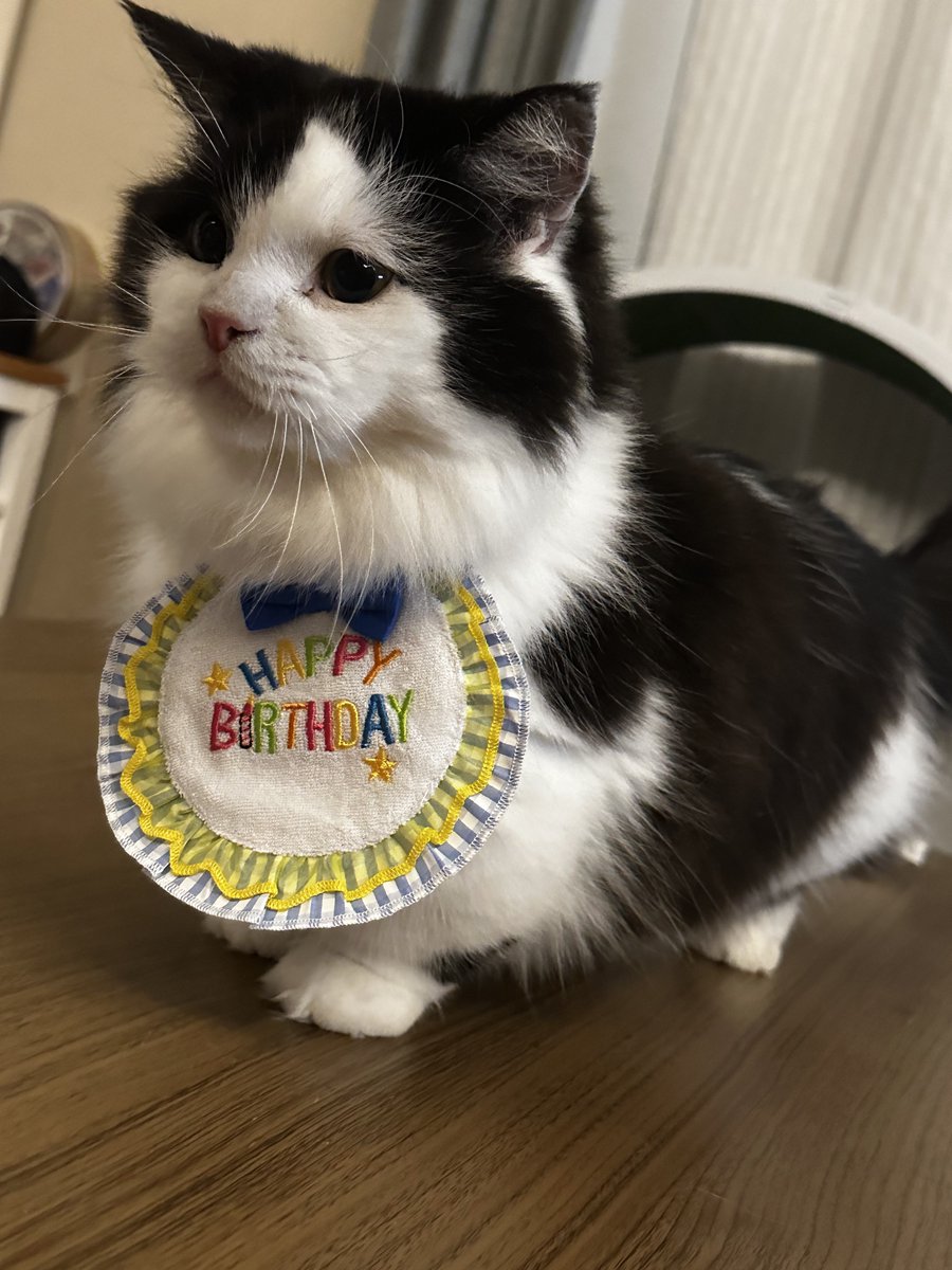 dashu | ダシュ tweet media