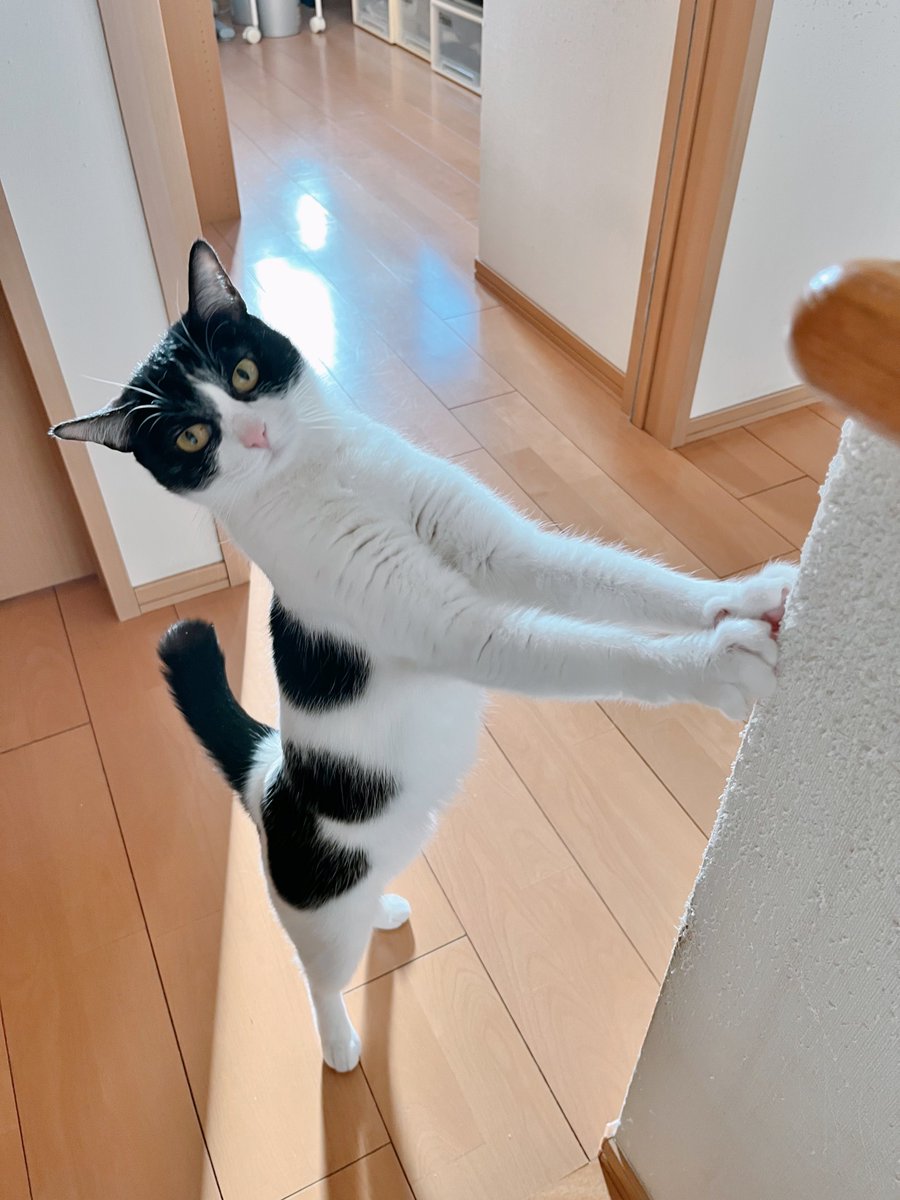 manaliko_'s tweet photo. 立ってるマナちゃんです https://t.co/Lwz9XOz1ue