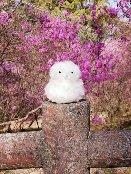 花見いってきたよ。