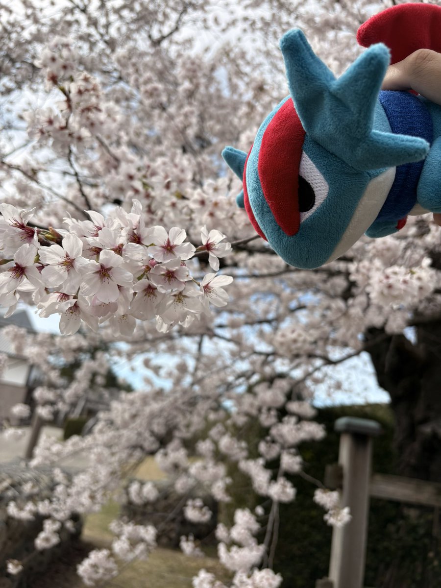 ぼーまんだをたおしたい tweet media