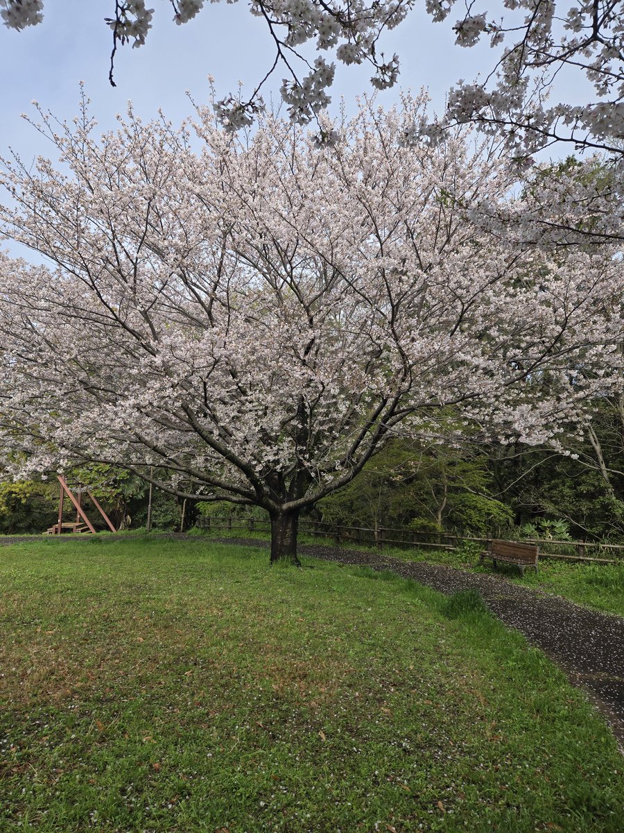 やみ根っこ@寝落ち常習犯 tweet media