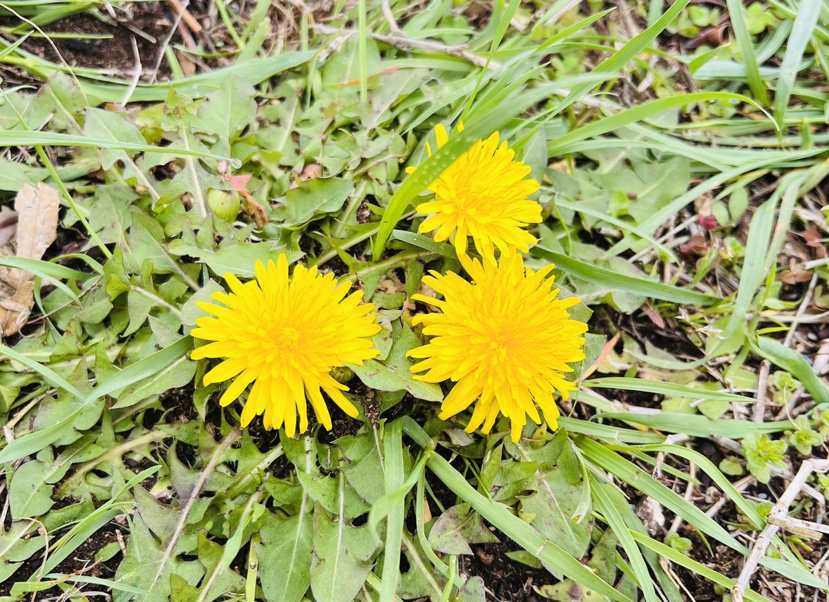 もちこちゃん🫧 tweet media