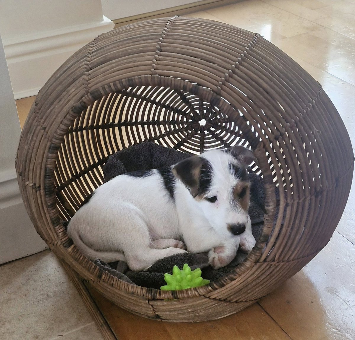 BrigidWalsh10's tweet image. Bowsers woven wicker #Basket 
#DailyPictureTheme 
@DailyPicTheme2