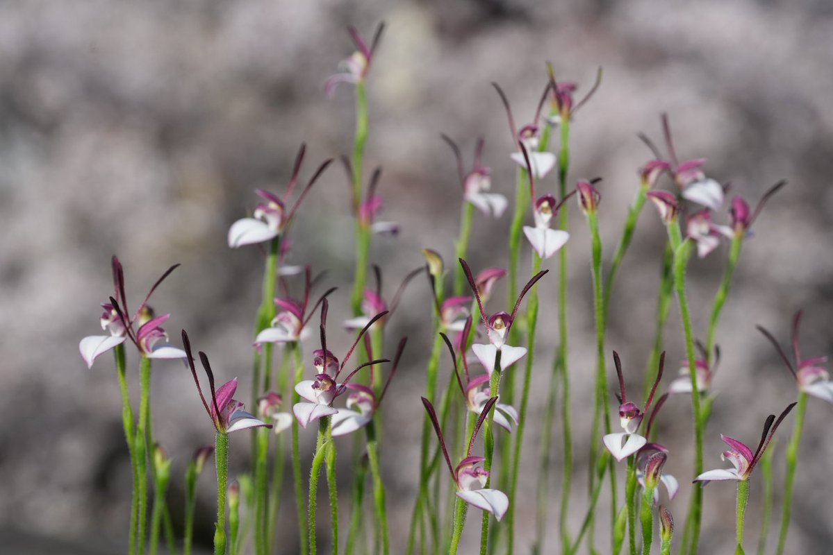 アウラパパ tweet media