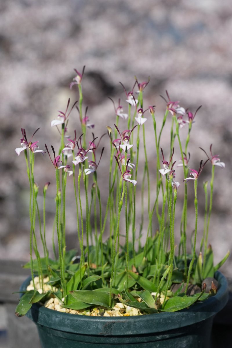 アウラパパ tweet media