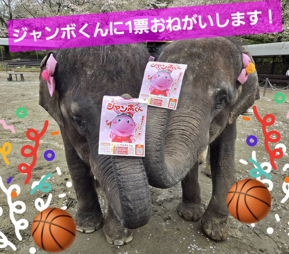 市原ぞうの国・サユリワールド【公式】 tweet media