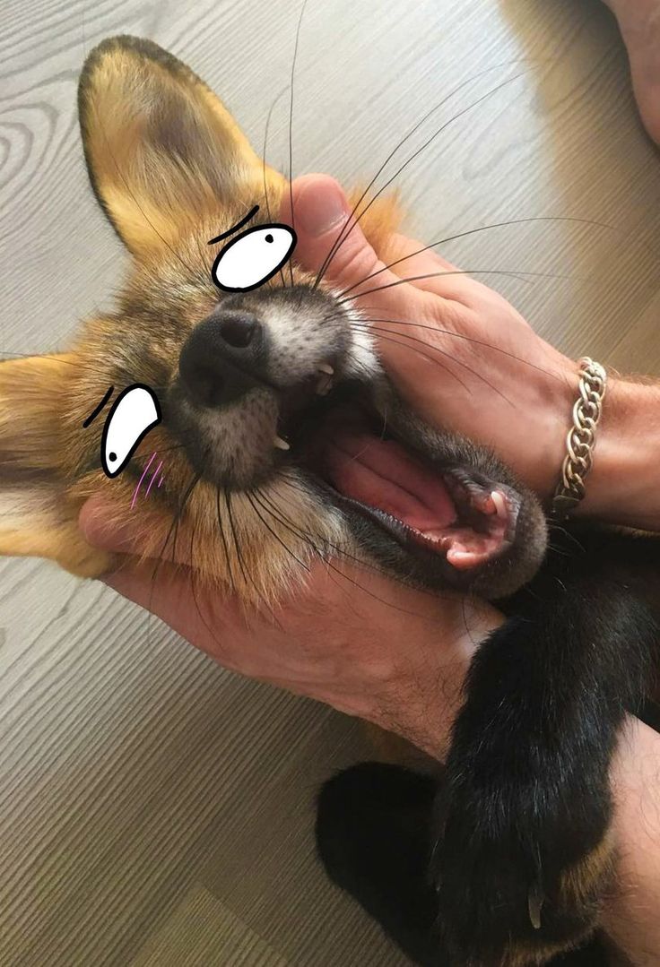 🍁 𝓣𝓱𝓮 𝓕𝓸𝔁 𝓛𝓲𝓯𝓮 🌾🦊 tweet media