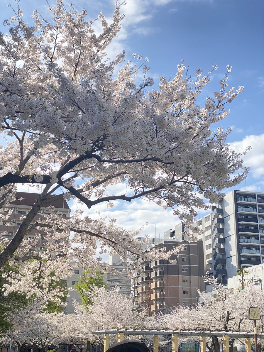 Alain Fukushima-Gion tweet media