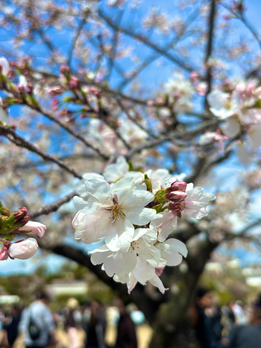 ma_ko_0507's tweet photo. お天気☀もよく花見客🌸でいっぱい😊

#姫路城
#桜 https://t.co/kkZDCDai62