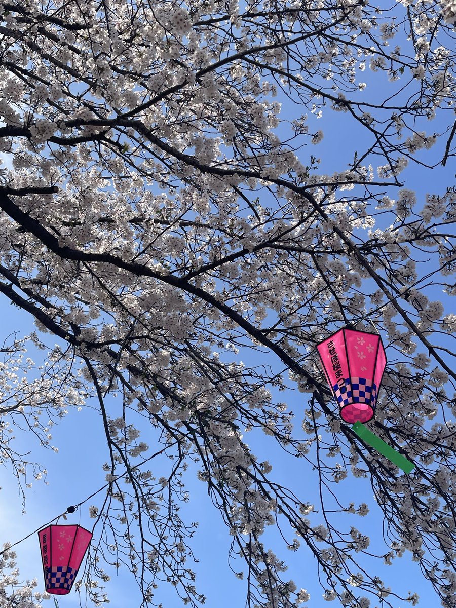 kagawarico's tweet photo. 佐世保は桜が満開です🌸 https://t.co/XOnk5NNC7Z
