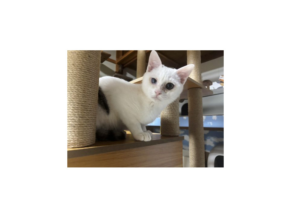 人が大好きなゴロスリの男の子です
兵庫県 ♂ 生後7ヶ月 のネコちゃんです。
 #猫の里親募集 #兵庫県
詳細：neko-jirushi.com/foster/234711/
写真：