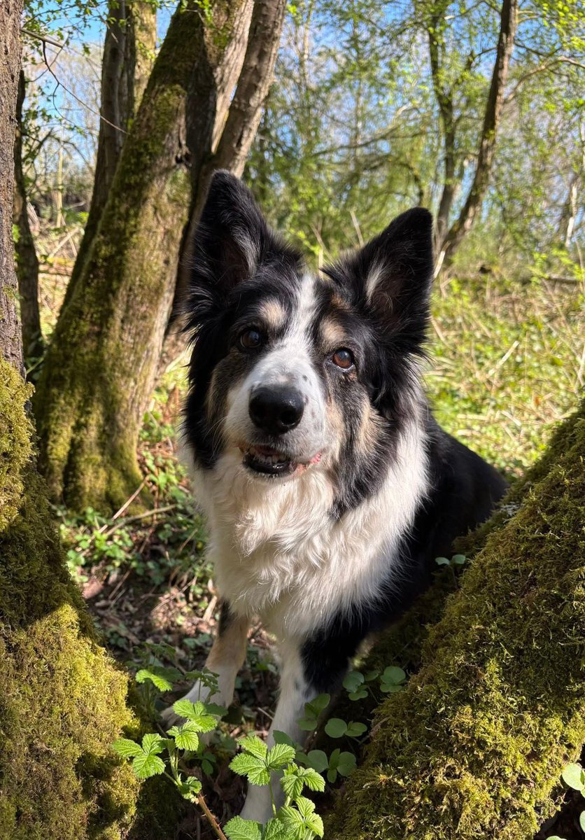 Puppy Bess and Auntie Kes tweet media