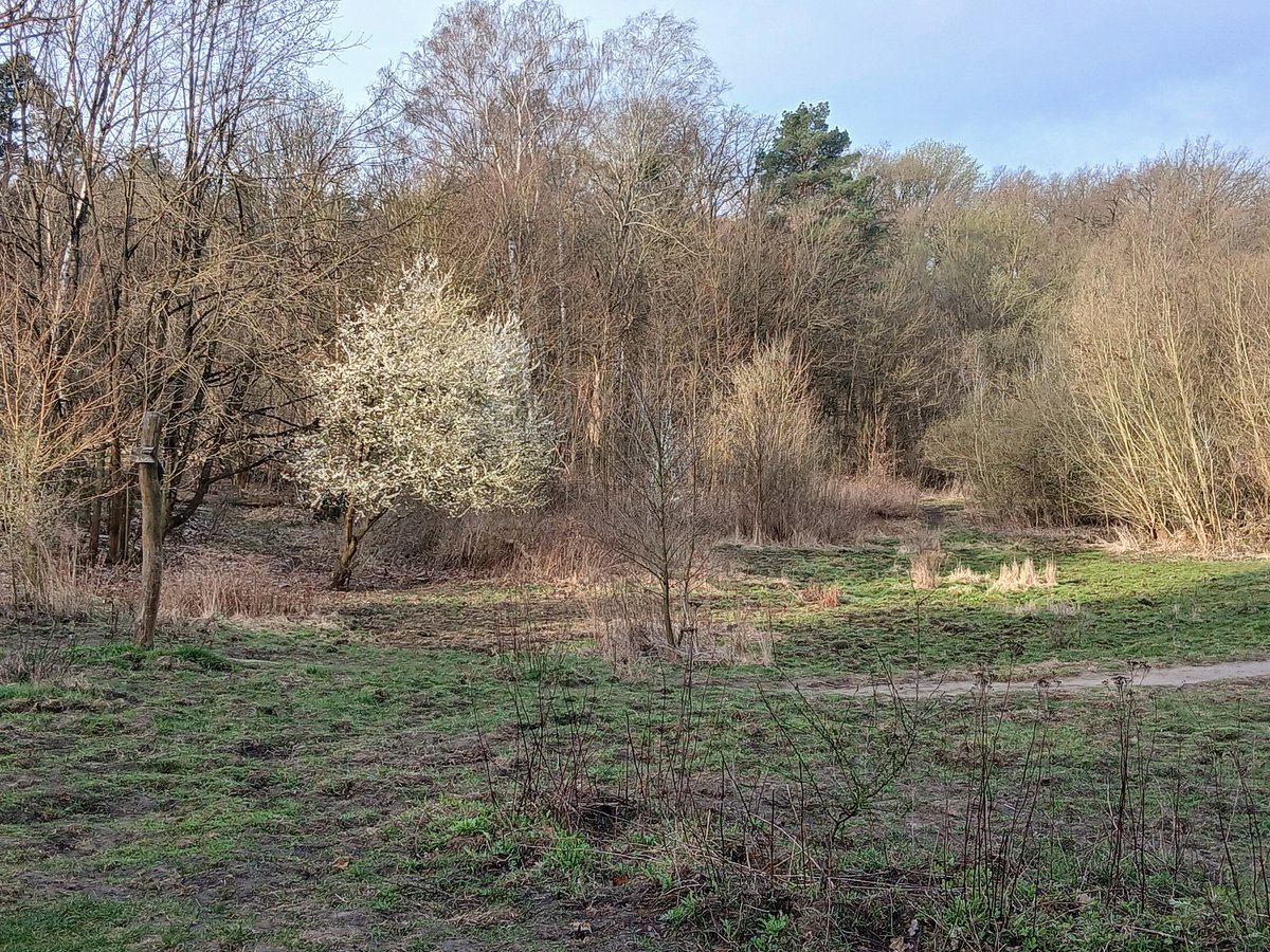 Ostersonntagfrüh im Grunewald. Frohe Ostern!