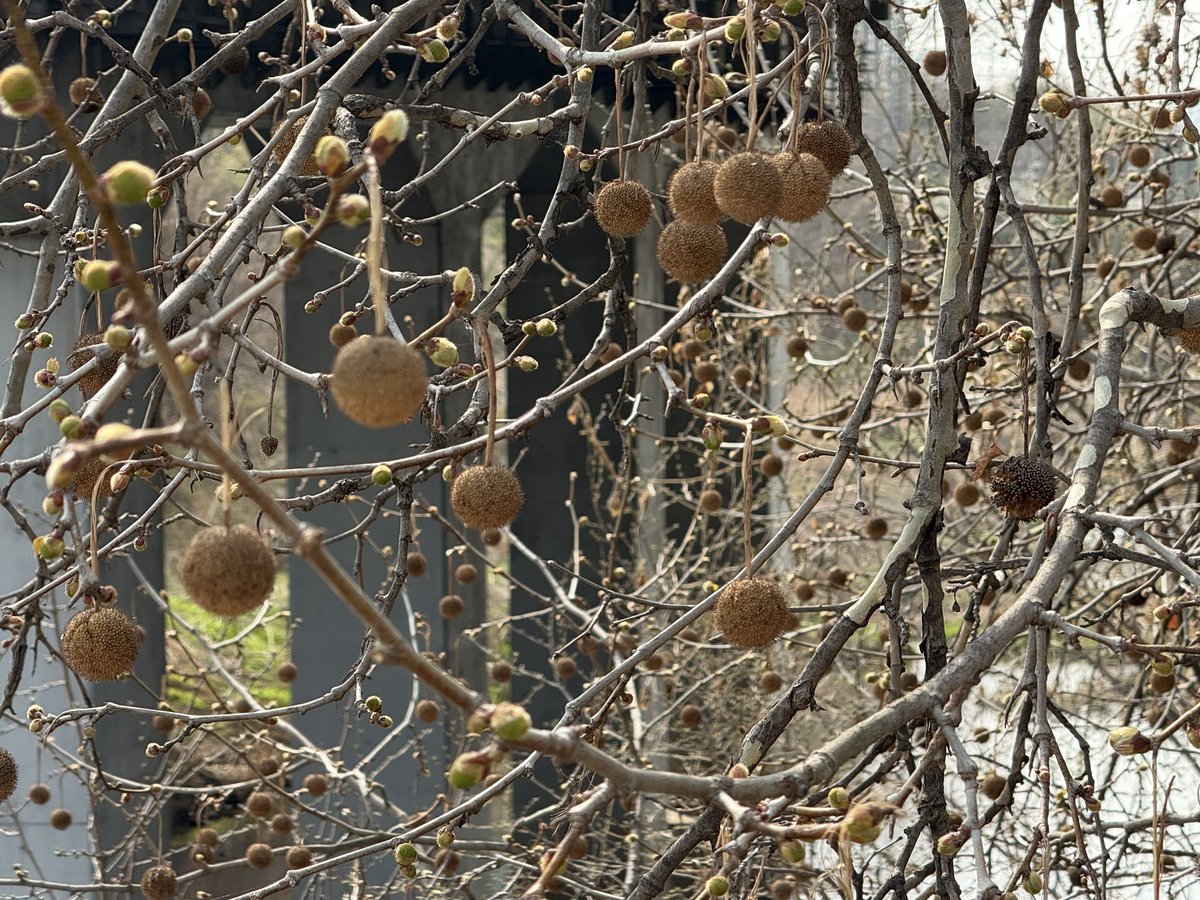 두루덕 tweet media