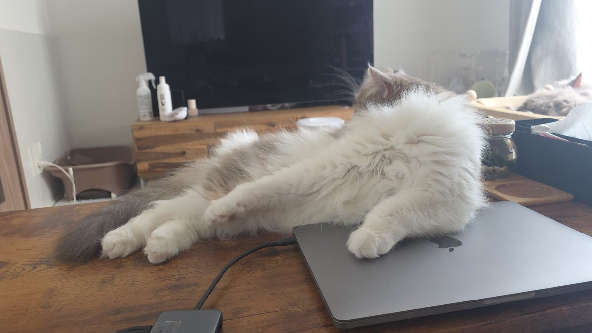 うにほたて tweet media