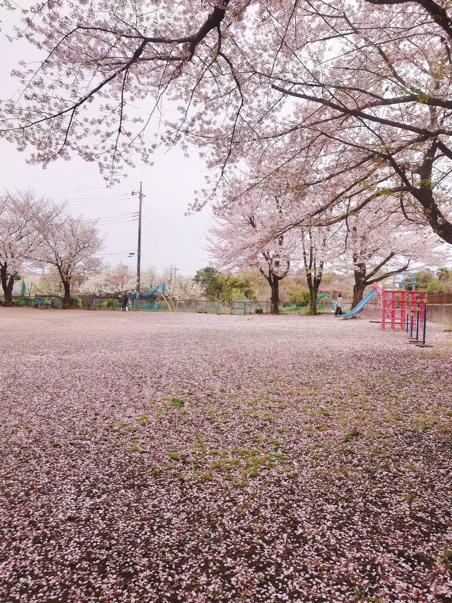 ちさと(快便ちゃん) tweet media