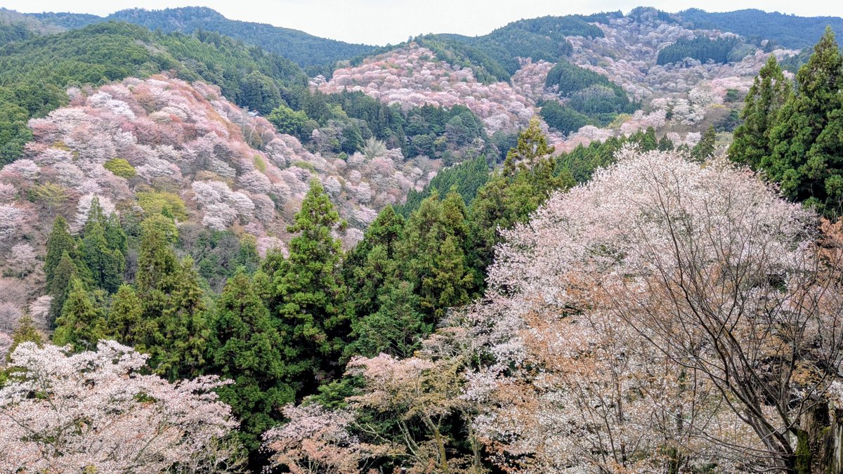 那智黒猫 tweet media