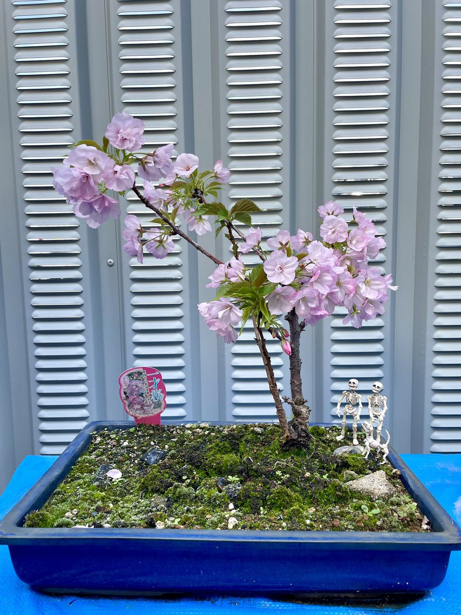 みんなお花見に来てはります🌸 #ポーズスケルトン #poseskeleton #ケロロ #コジコジ #チャッキー #ノンタン #チエちゃん ...