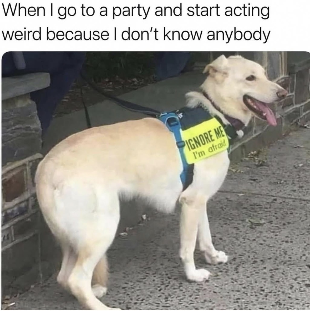 Respectful Memes (@respectfulmemes) on Twitter photo 