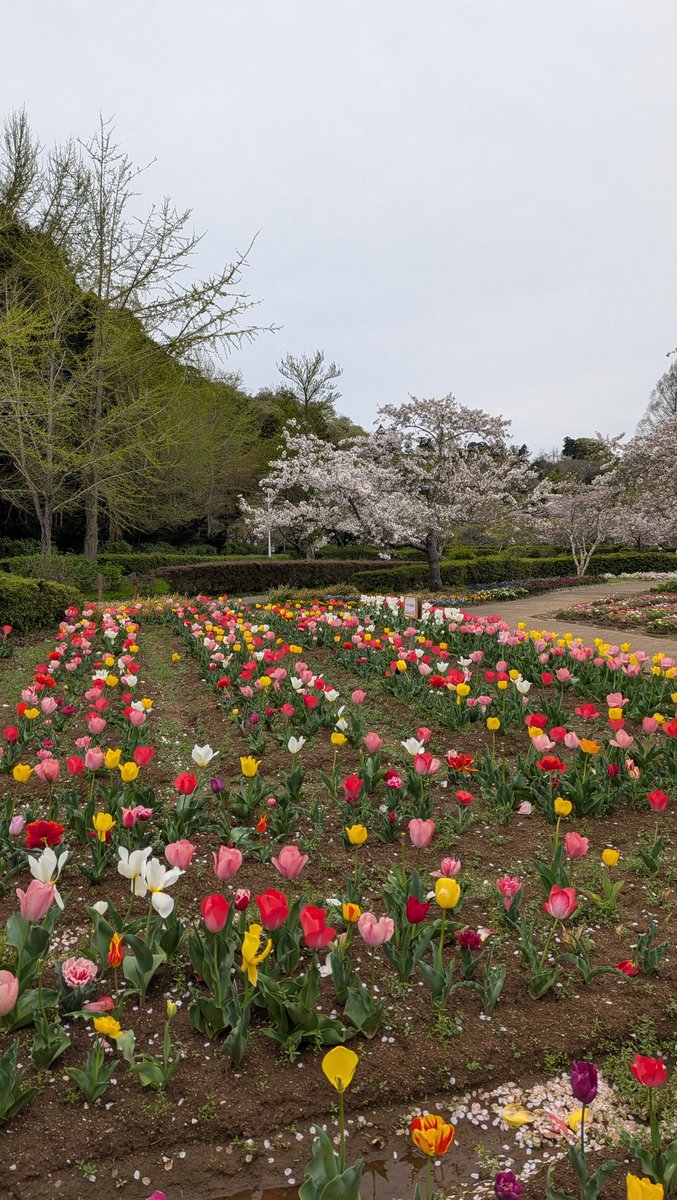 けいすら tweet media