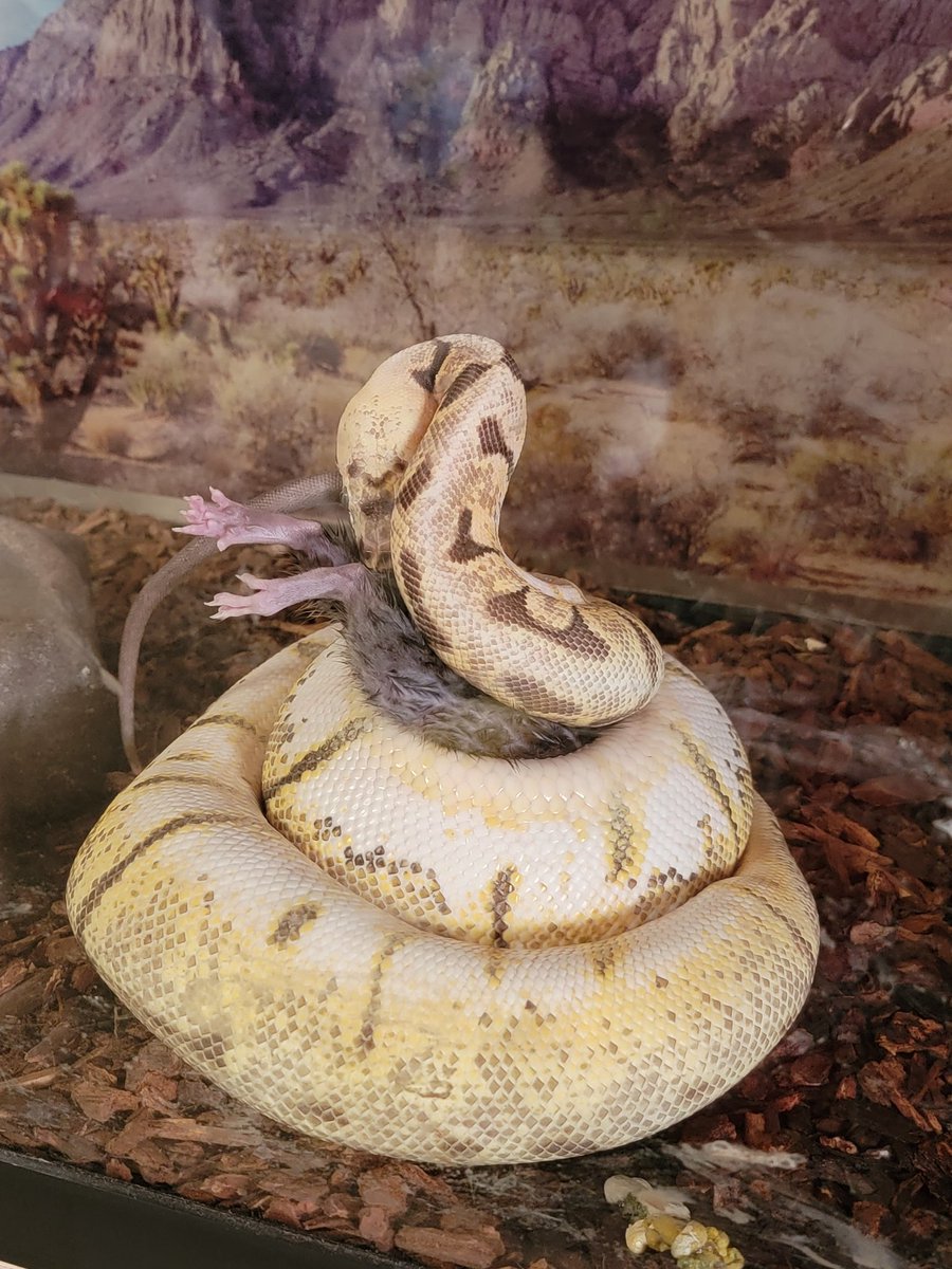 Cryptix Ball Pythons tweet media