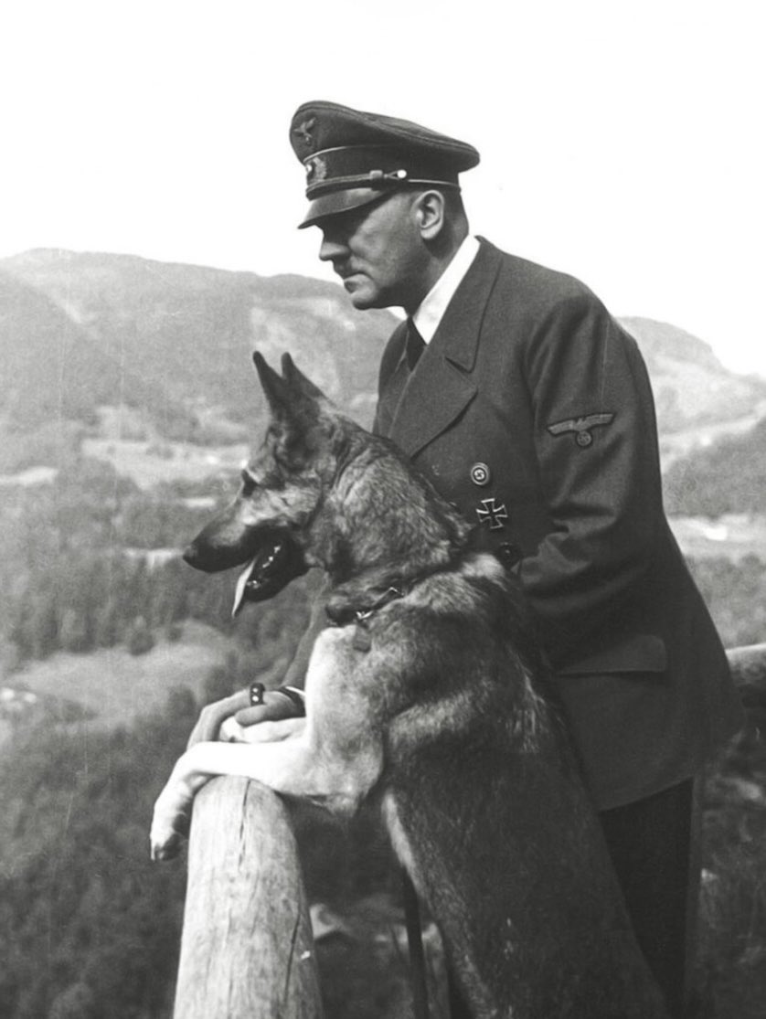 Jake Shields tweet media