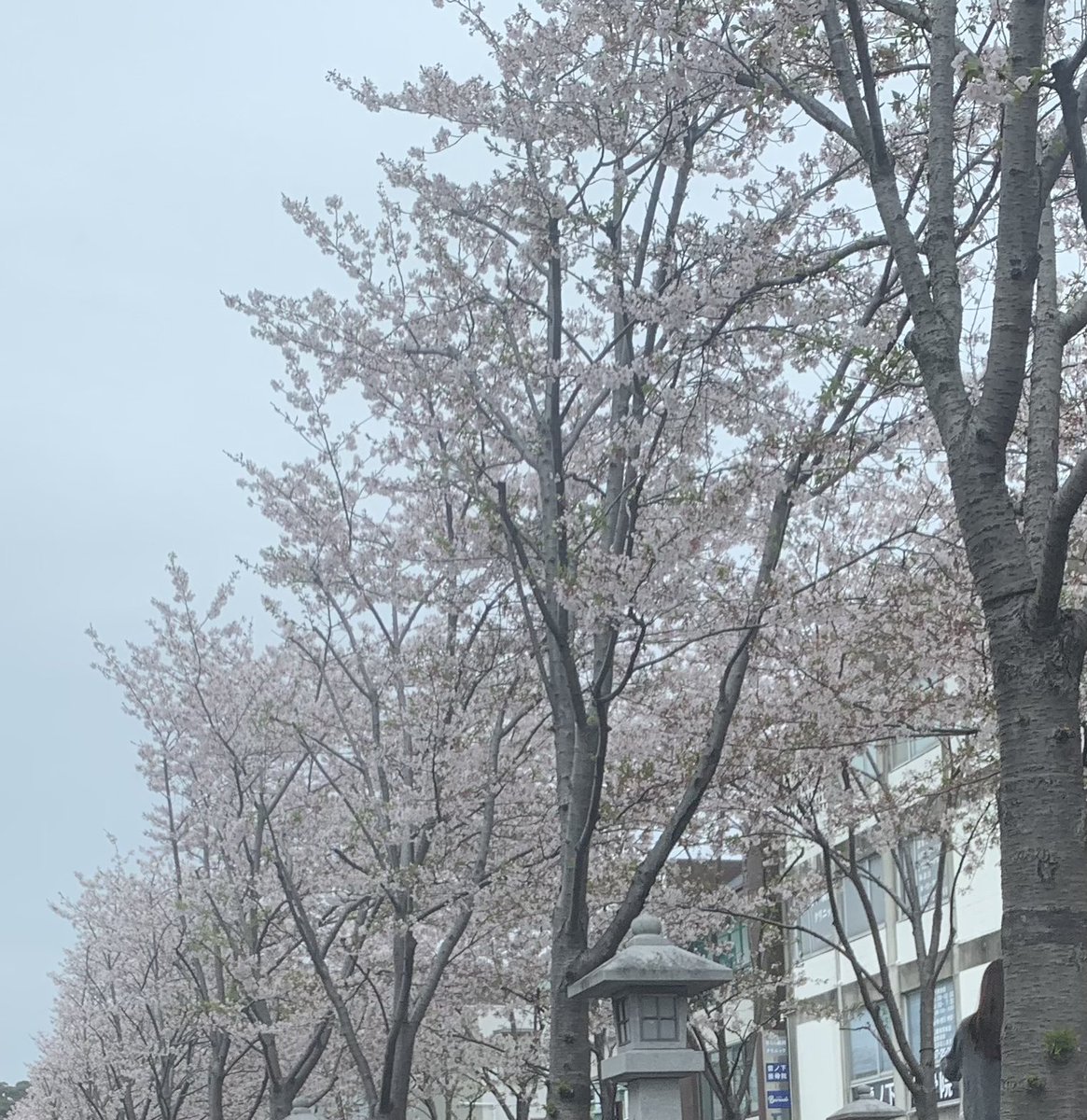 あざといと tweet media