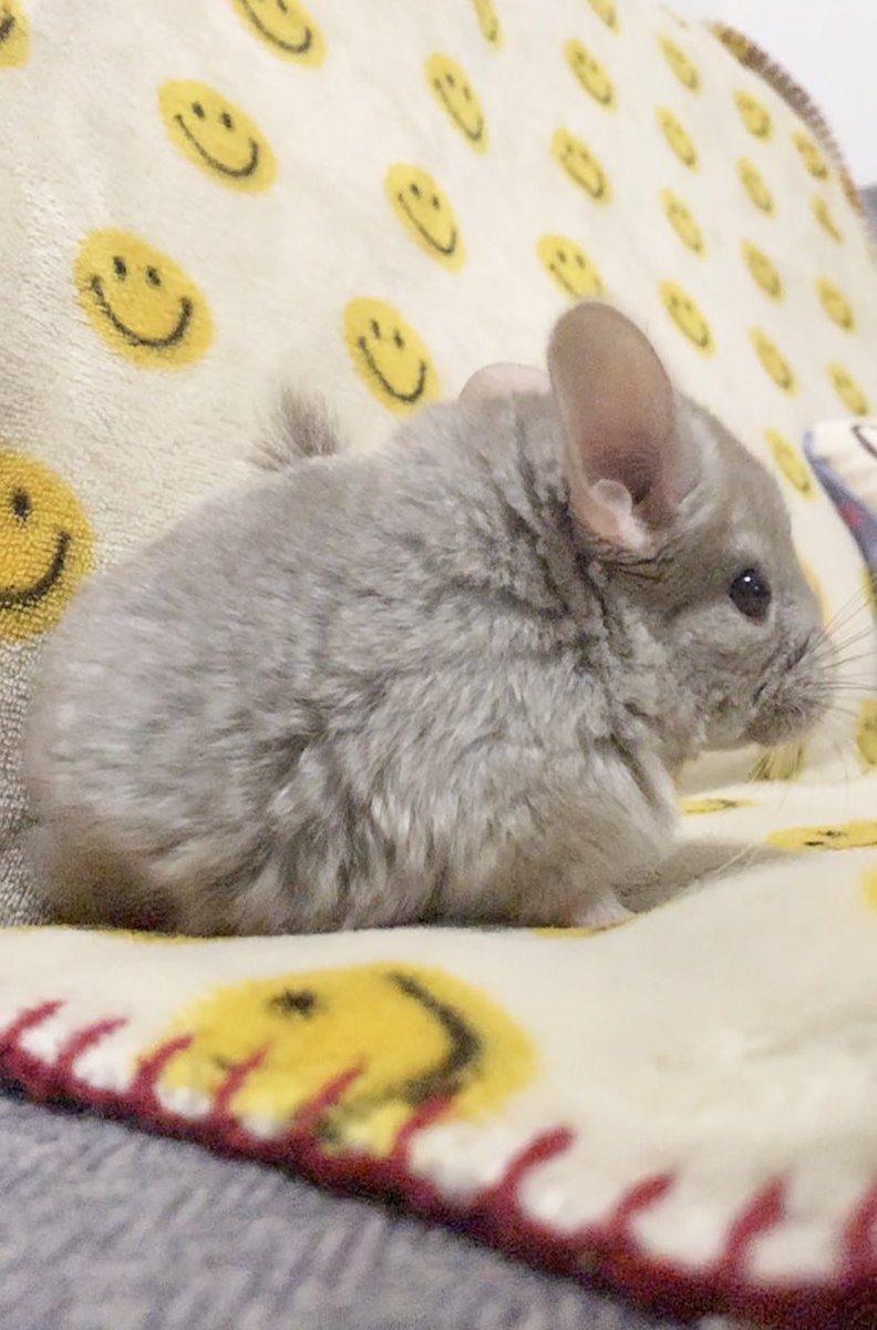 mopiemon0514's tweet photo. #これが0歳時代だ参ったか
#チンチラ　#chinchilla #お久しぶりです https://t.co/dGjGlZvY5o