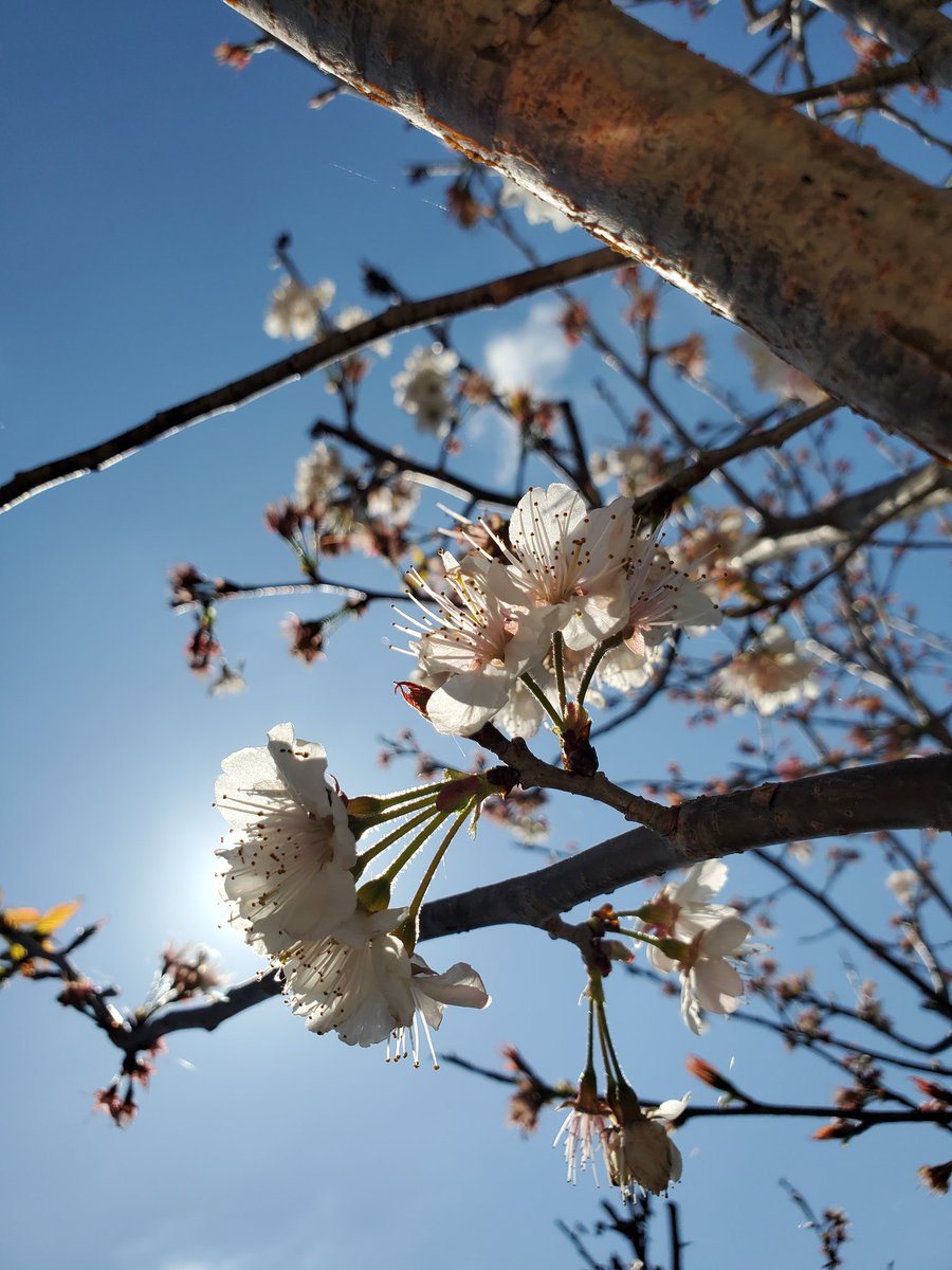 さくらんぼの花