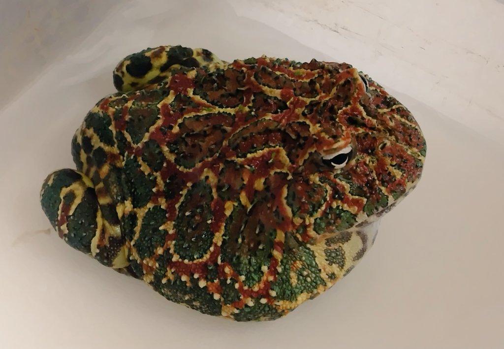 junkokko1416's tweet image. パクちゃん、病理検査の結果、悪性の癌であることが判明。
取れる部分は可能な限り取ってもらったから、再発した場合、内臓に入り込んでいてもう手術は難しいだろうとのこと。
6歳は高齢だと言われちゃったしね😅
#ベルツノガエル #pacmanfrog