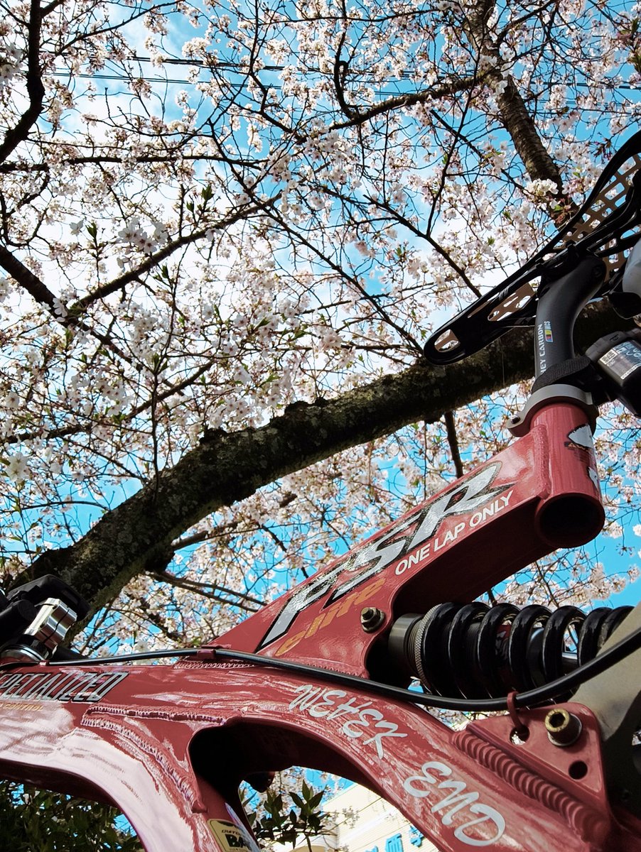 onelaponly's tweet photo. 枝がちょっと邪魔…
#桜と自転車 https://t.co/sVqQIBoC9p