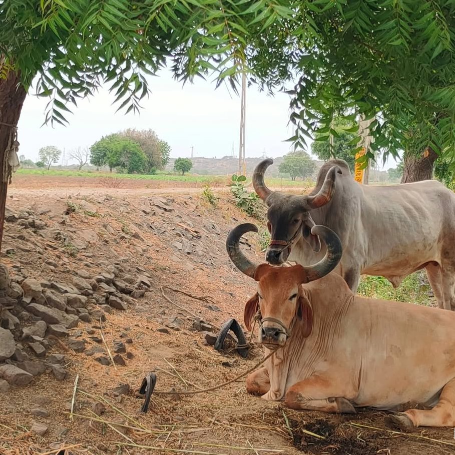 લીમડાના ઝાડ ના છાંયડે વિહામો લેતાં બળદ..

#ખેતર
#ખેડુત 
#જય જગતાત 🙏
