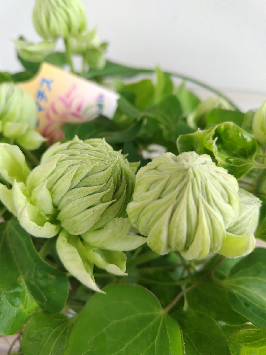 グリーンホビー🌱@teamねっと tweet media