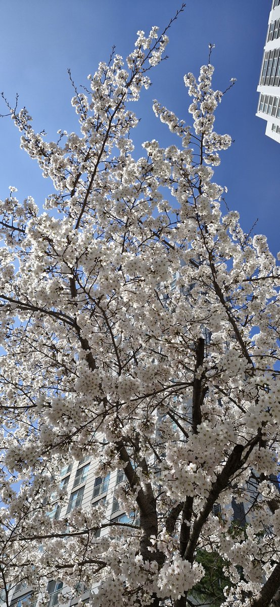 미주 금,은 tweet media