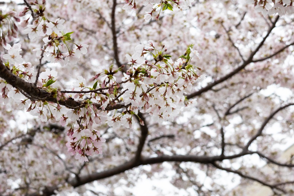 alfredfake's tweet photo. 新浦安の桜 https://t.co/hfxKWBNLP3