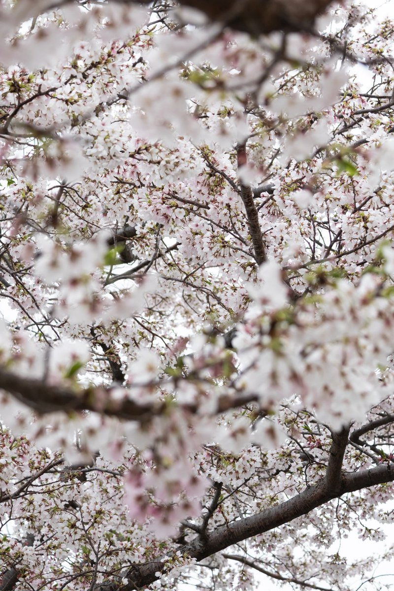 alfredfake's tweet photo. 新浦安の桜 https://t.co/hfxKWBNLP3