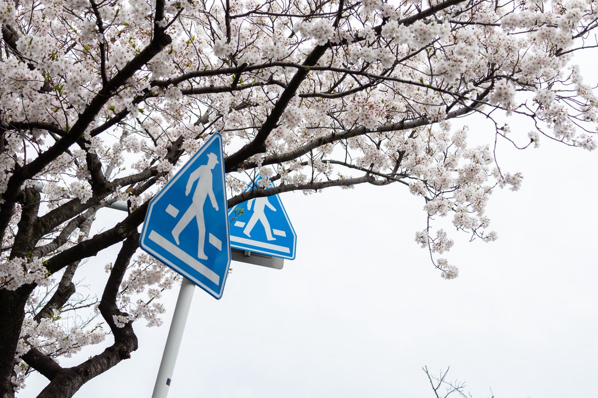 alfredfake's tweet photo. 新浦安の桜 https://t.co/hfxKWBNLP3