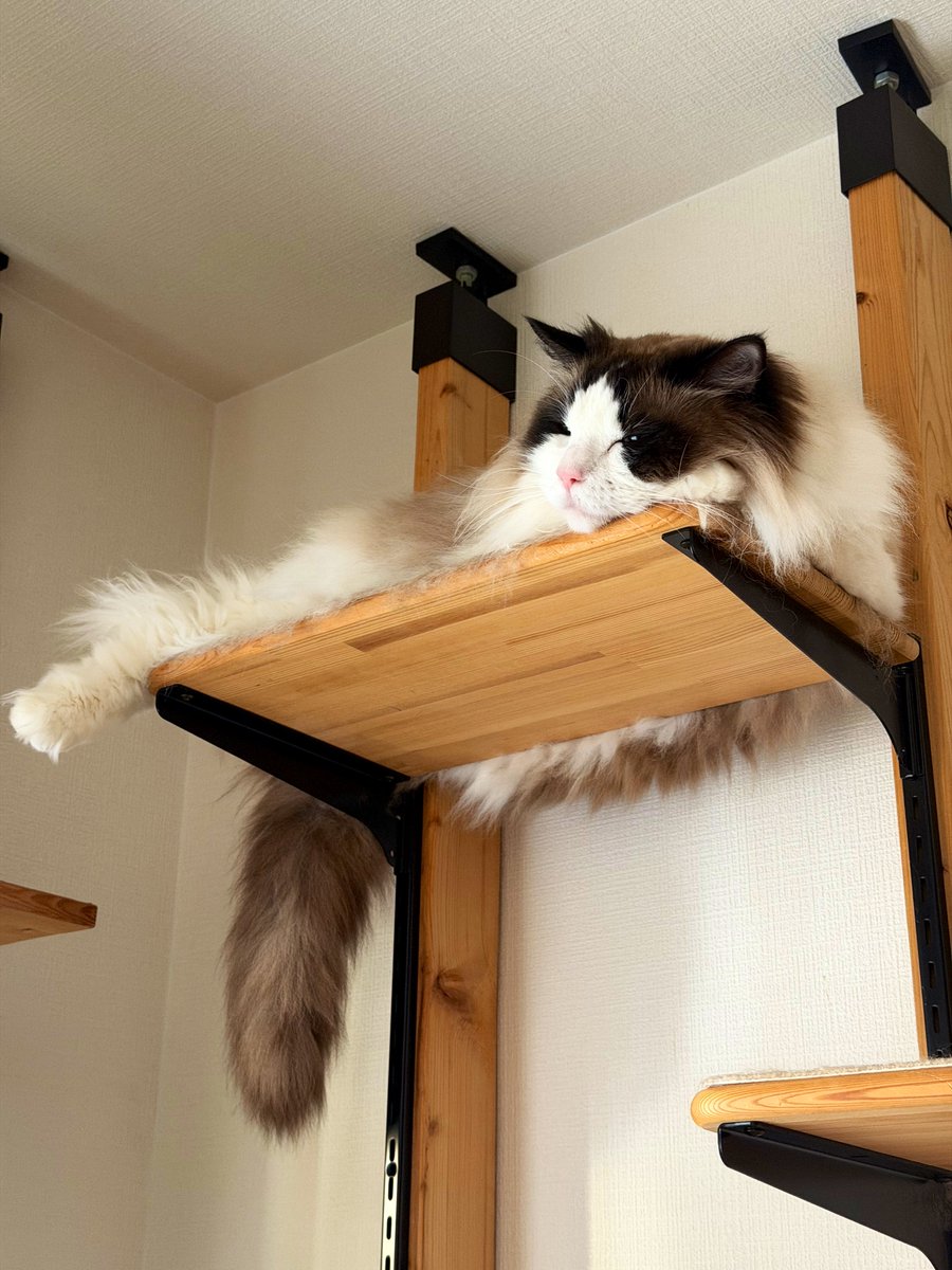 麦とろろ tweet media